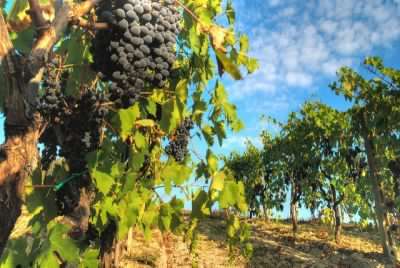 Sangiovese grapes hanging on the vine