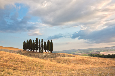 Cypress trees in Val D'Orcia