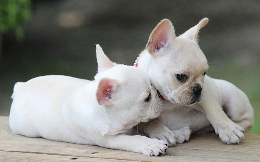 Two standard cream French Bulldog puppies with dark nose and eye pigmentation.