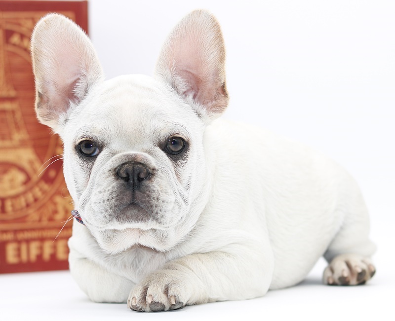 Light cream French Bulldog puppy showing dark eyes, nose and eye rim pigmentation.