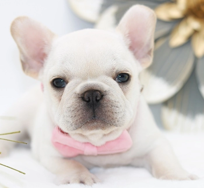 Standard cream French Bulldog puppy Camella with dark eyes and dark nose pigmentation.