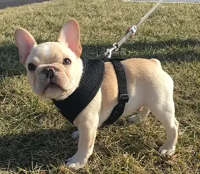 Cream French Bulldog puppy wearing a harness outdoors at Must Be Frenchies