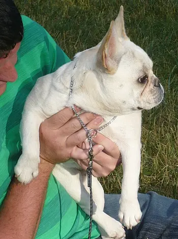 Cream French Bulldog puppy being held outdoors during early socialization.