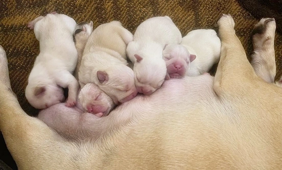 Newborn cream French Bulldog puppies nursing with pink nose pigment