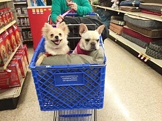French Bulldog sitting in a shopping cart in the dog food aisle
