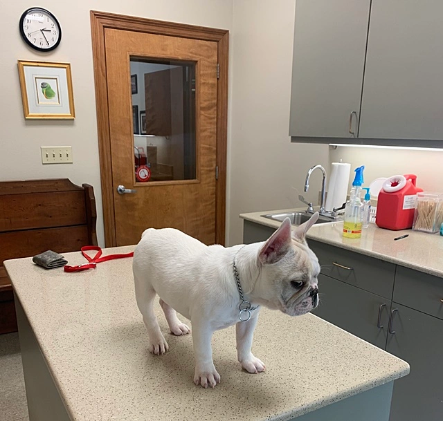 French Bulldog standing on a veterinary exam table during a routine visit