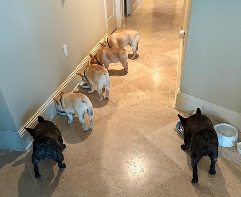High quality kibble dog food recommended for French Bulldogs