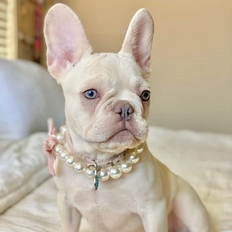 Cream French Bulldog puppy with light-colored eyes and lighter nose pigmentation.