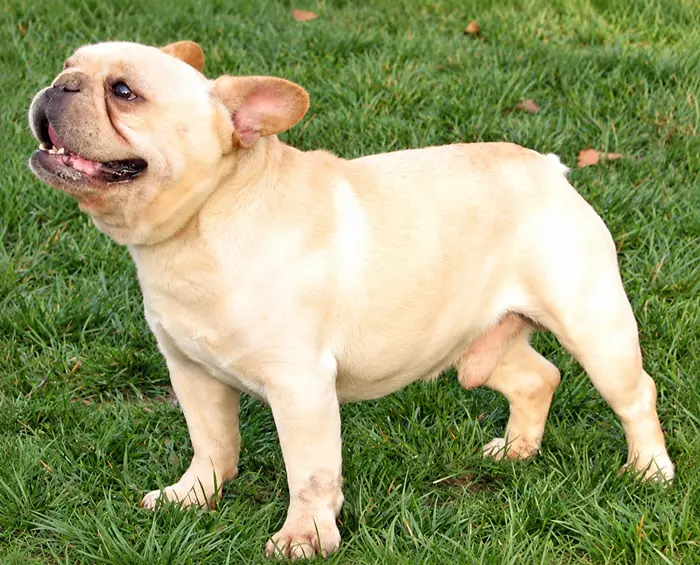 Senior cream French Bulldog named Daystars Tom Sawyer standing outdoors