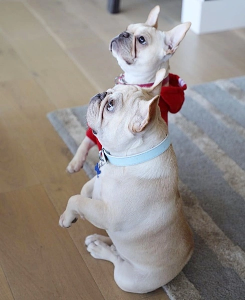 Cream French Bulldogs sitting politely for treats at home