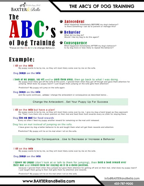 Russian Bolonka puppy training - puppy dog training.