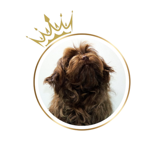Bazyl a chocolate brown male Russian Tsvetnaya Bolonka