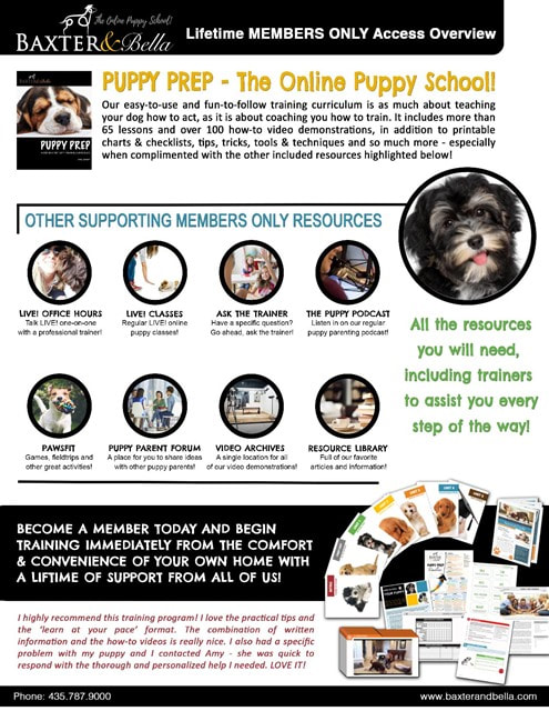 Russian Bolonka puppy training - puppy dog training.