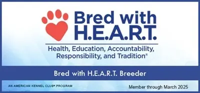 AKC Bred With Heart bolonka dog 2024