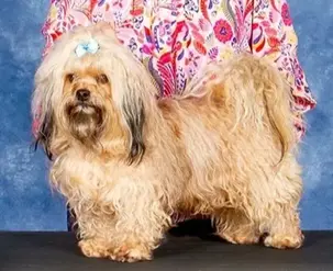 Bolonka dog coat
