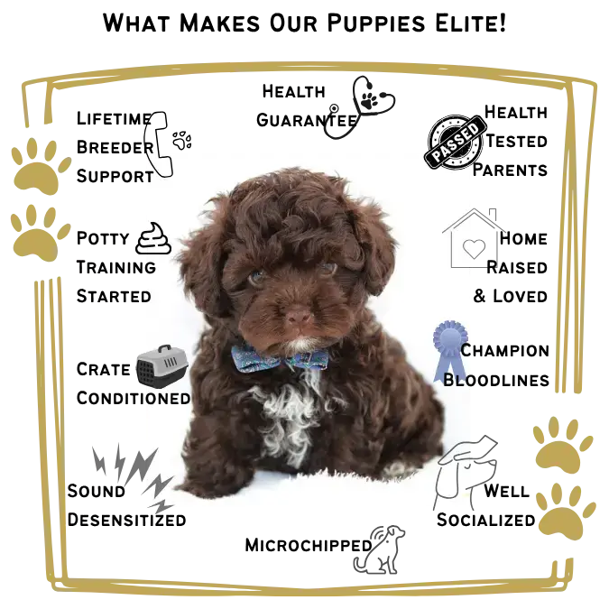 Bolonka Puppies Advantage
