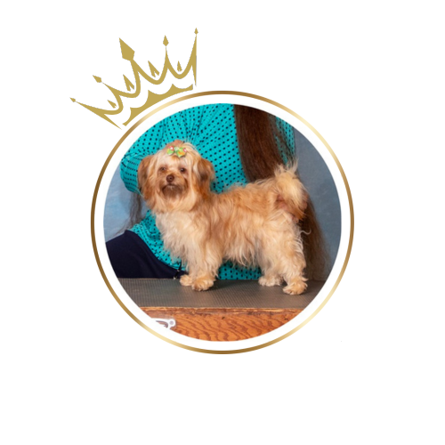 Chiklet a cream and chocolate brown sable female Russian Tsvetnaya Bolonka