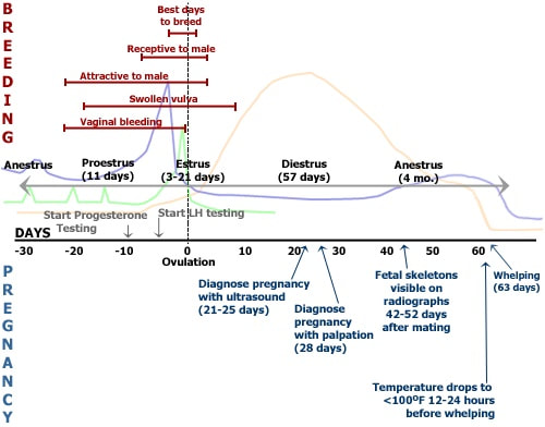 canine progesterone test