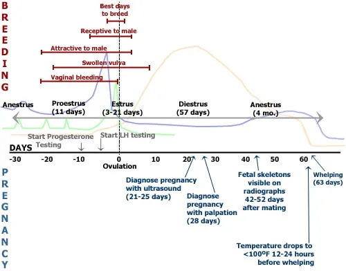 canine progesterone test