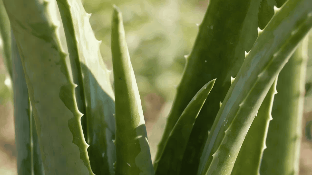 Aloe Vera geschnitten