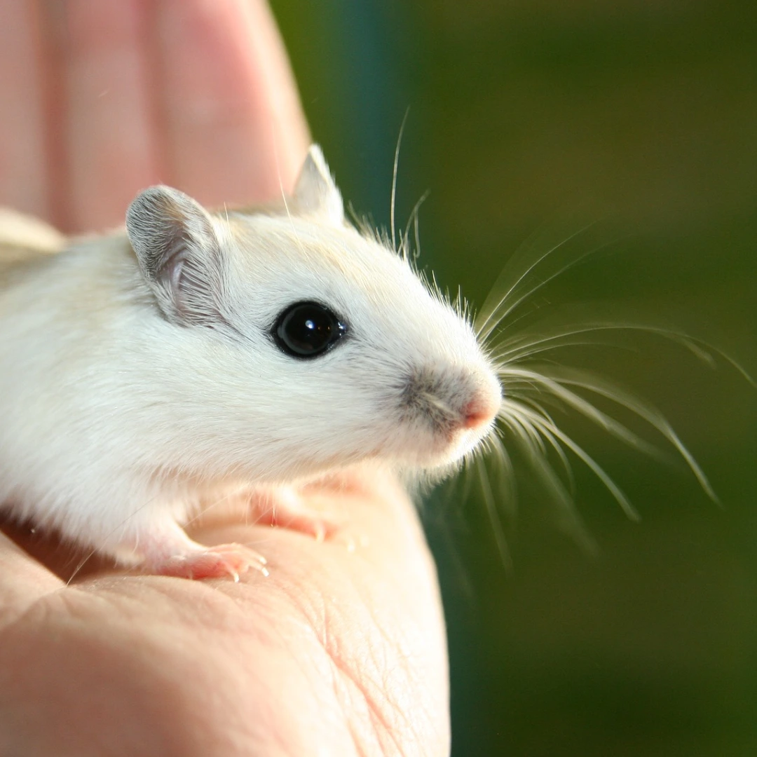 Siegel auf Kosmetik - Cruelty Free und Vegan