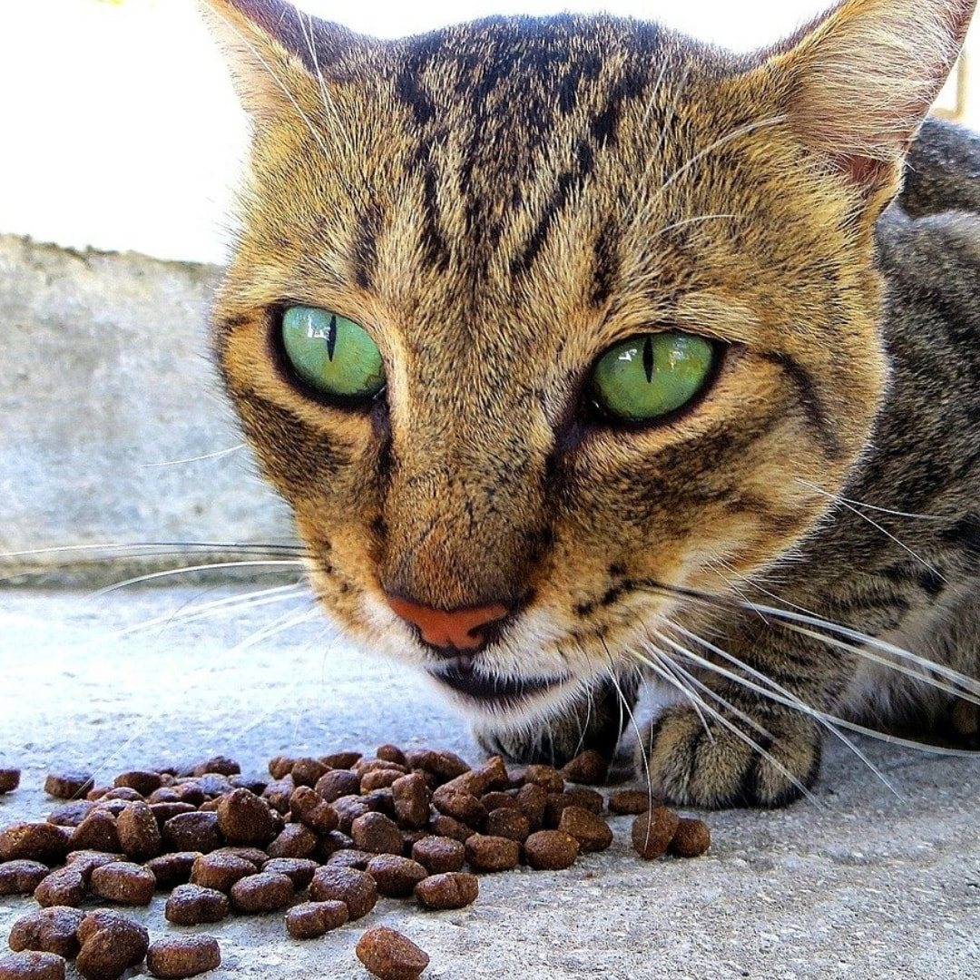 Katze die Tierfutter frisst