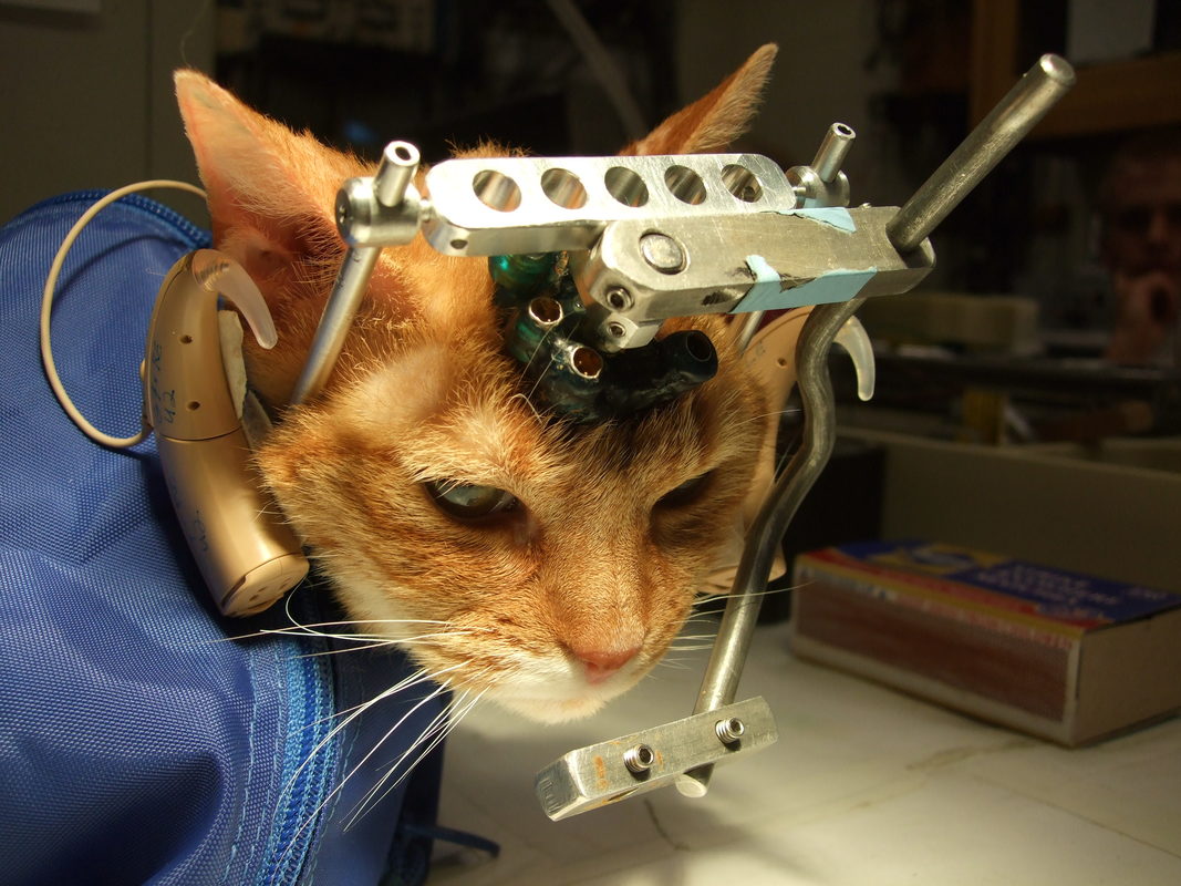 Katzen Tierversuche 