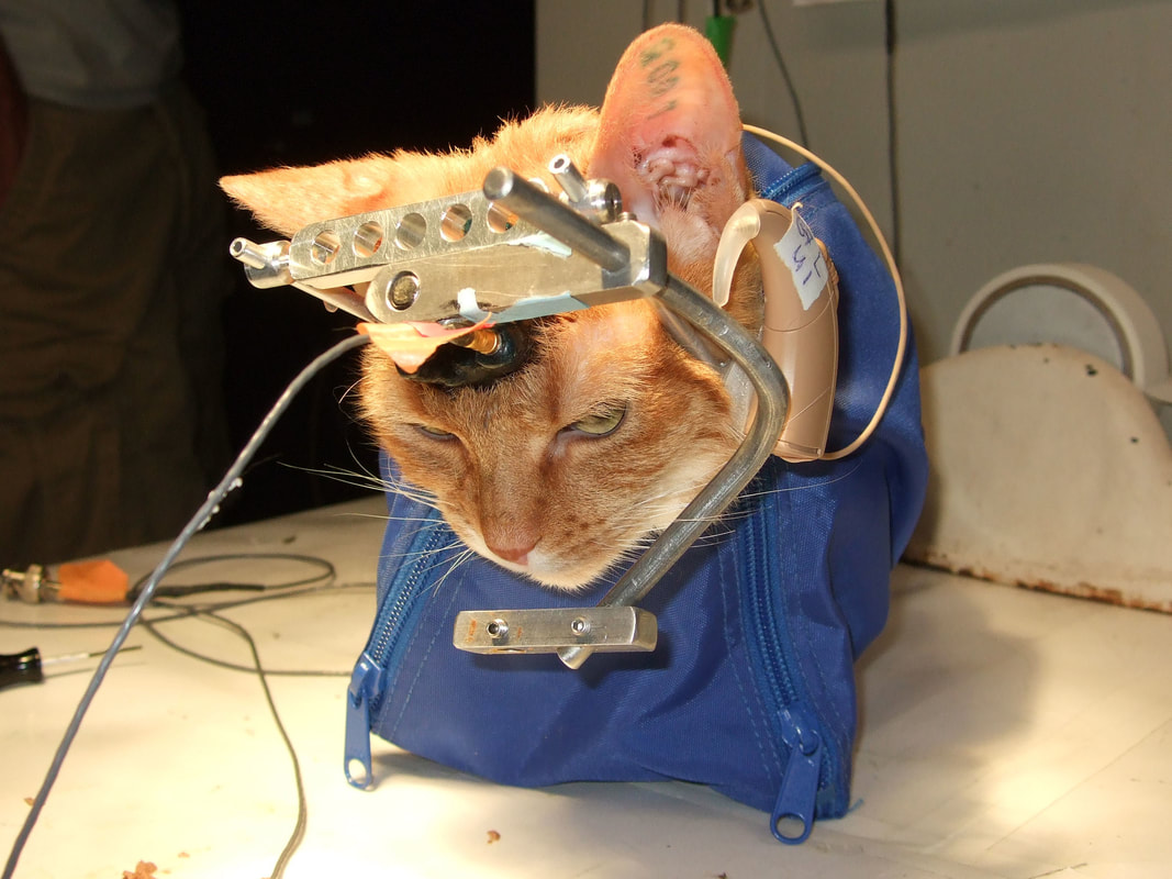 Katzen Tierversuche