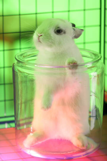 Tierversuche , Hase im Glas