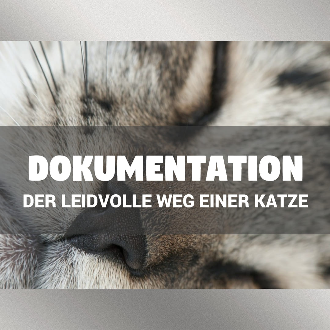 Katzen Tierversuche Dokumentation