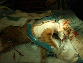 Tierversuche an Katzen