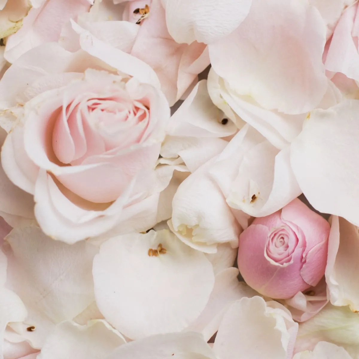 Eines der natürlichen Gesichtswässer ist Rosenwasser. 
