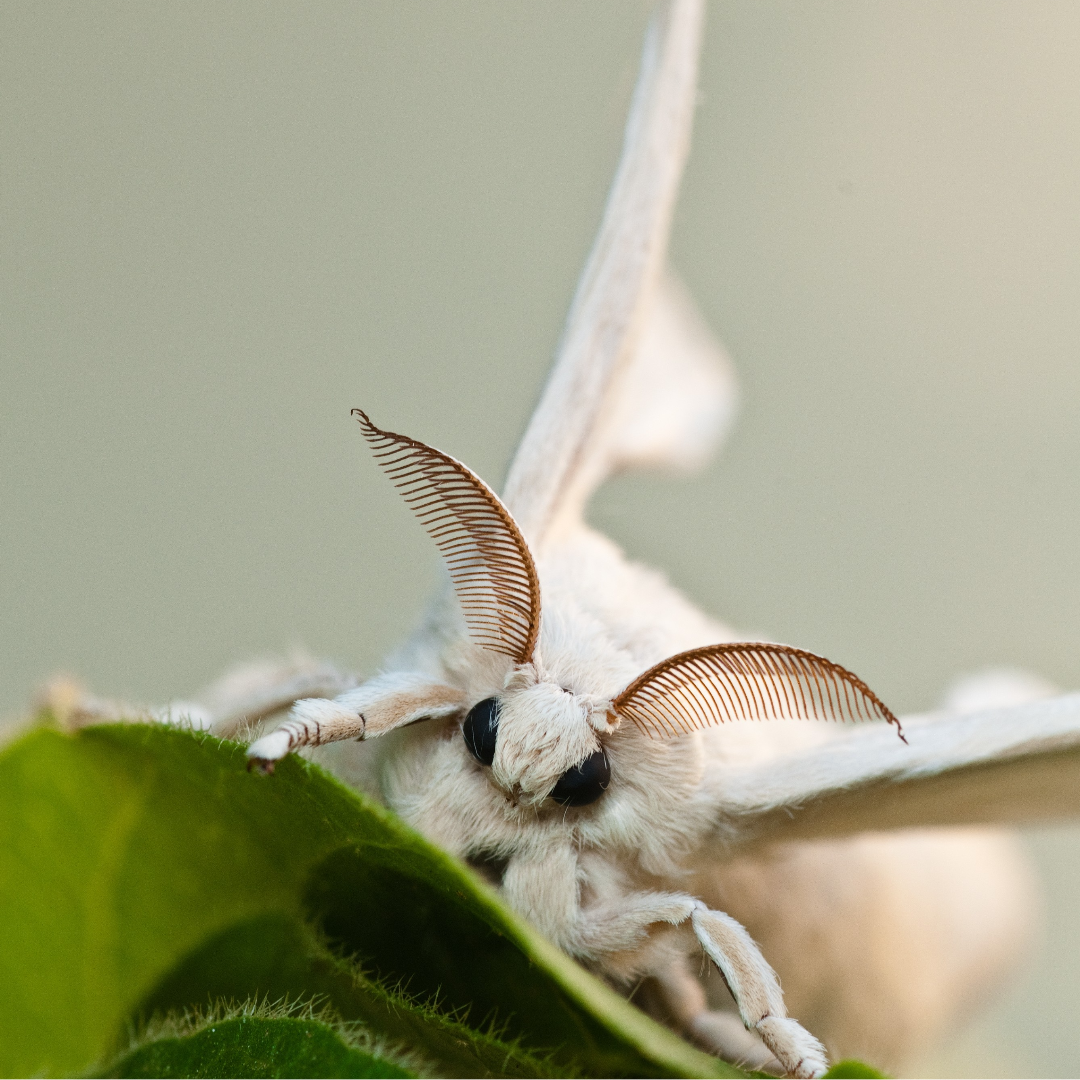 Seidenspinner 
