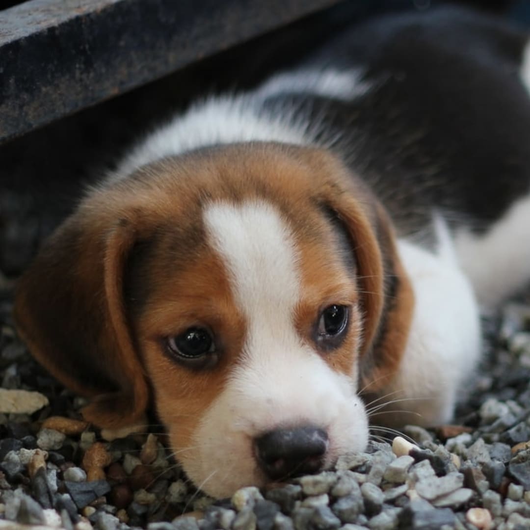 kleiner Beagle, Babyhund
