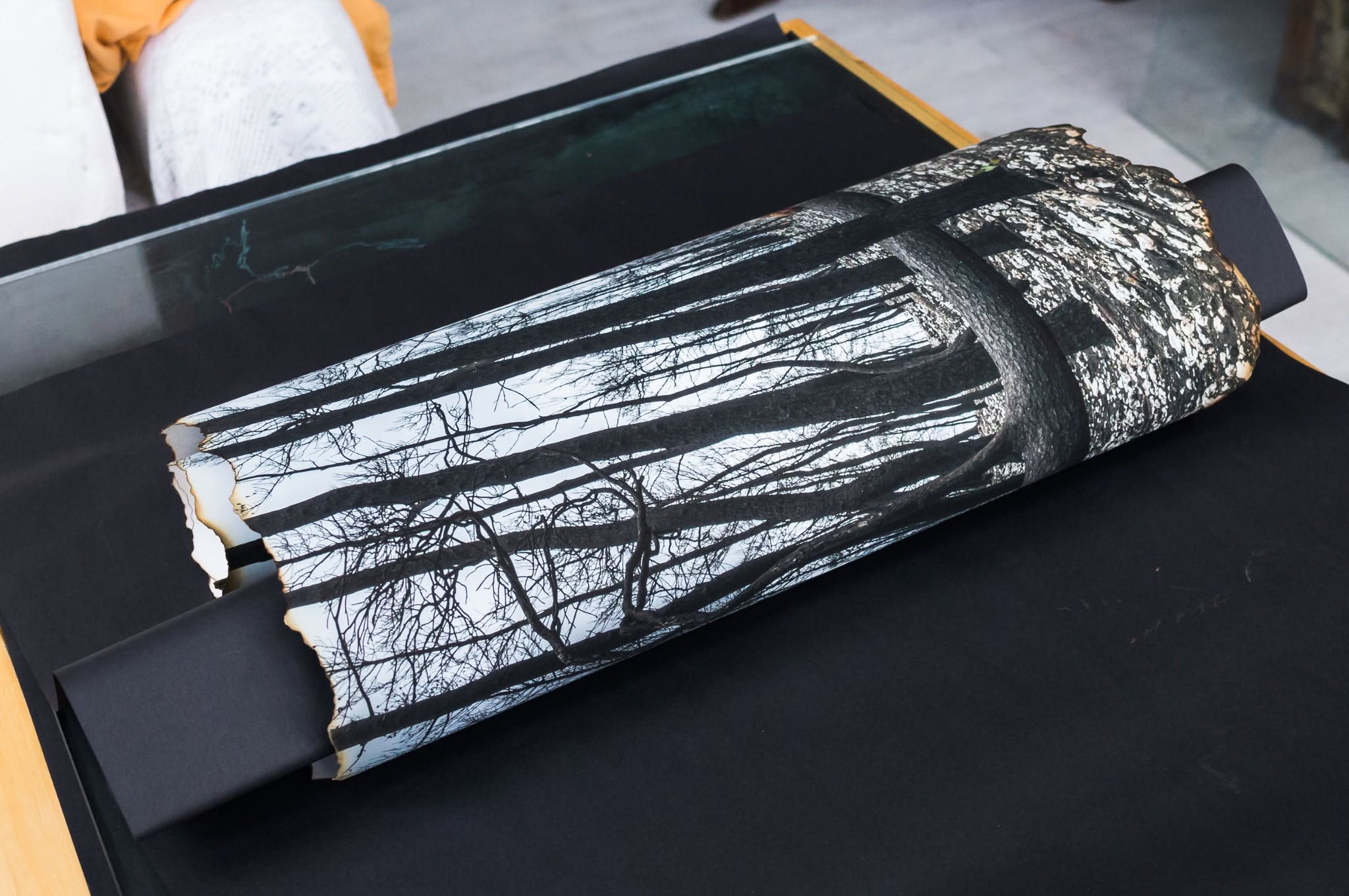 A rolled print displays a continuous black-and-white photograph of bare and fire-damaged trees.