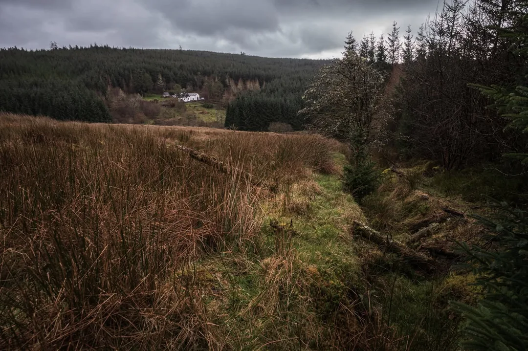 A narrow grassy track crosses harvested woodland towards distant houses beneath heavy grey clouds.