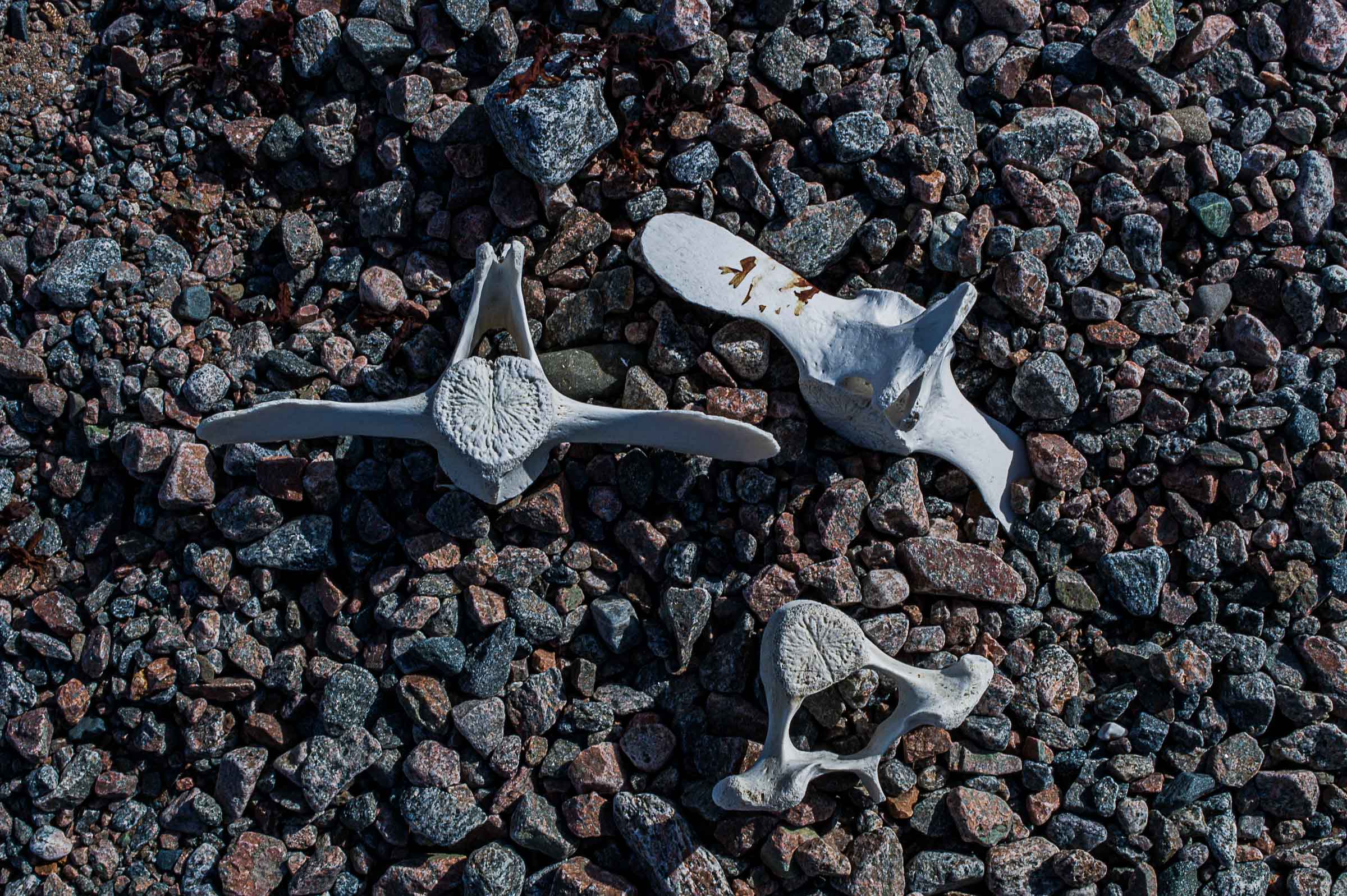 Three weathered animal vertebrae lie among dark stones on an Arctic shoreline in East Greenland.
