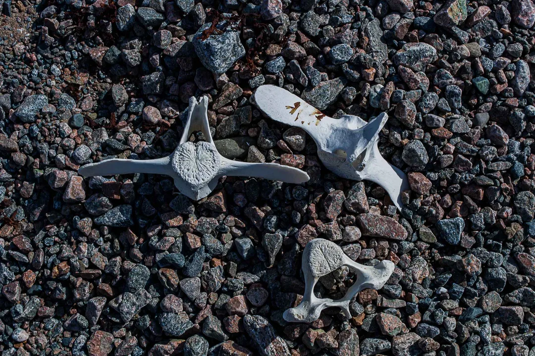 Three weathered animal vertebrae lie among dark stones on an Arctic shoreline in East Greenland.
