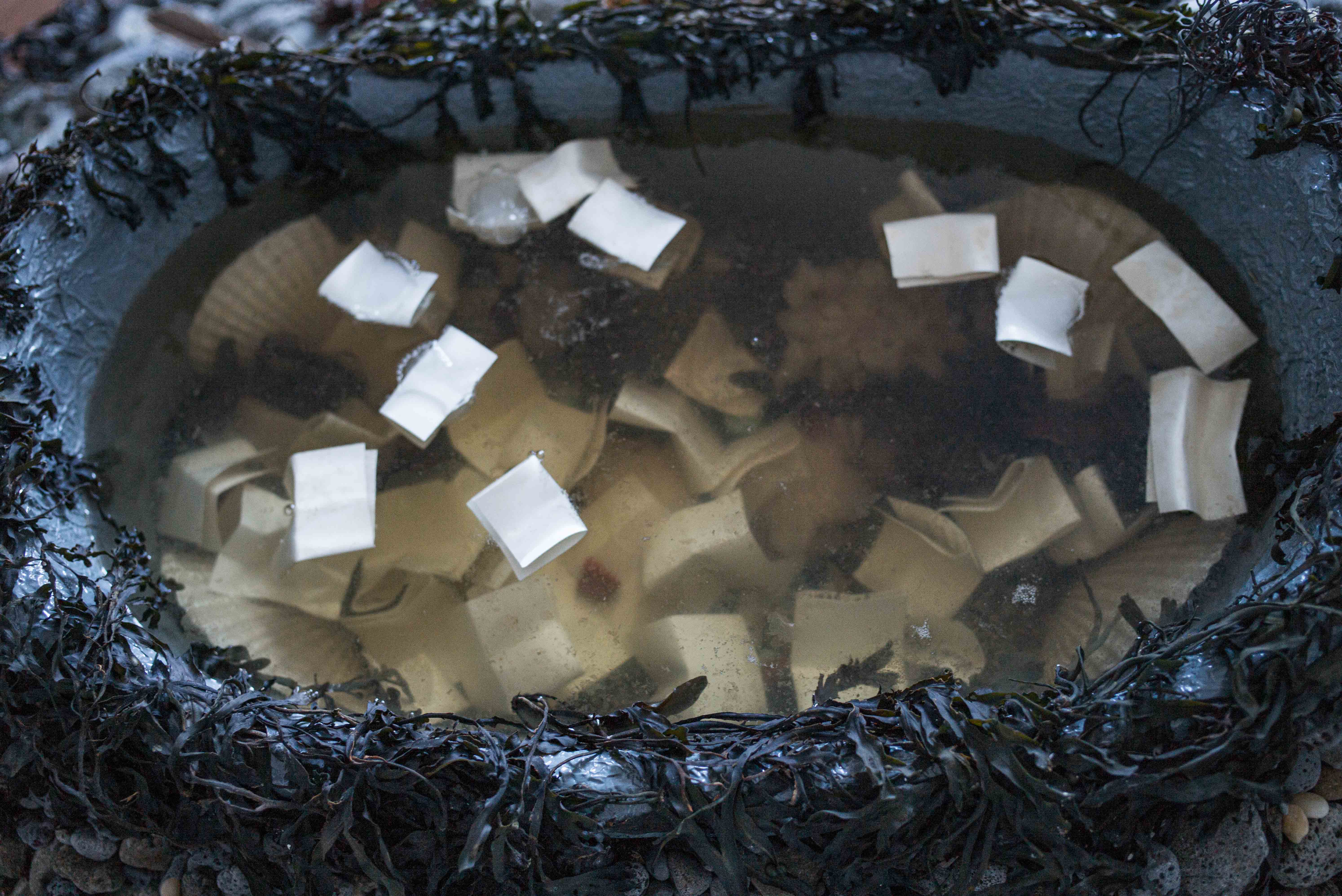 Folded handwritten notes contributed by visitors float on the surface of a shallow oval pool bordered by wet seaweed and dark stones.