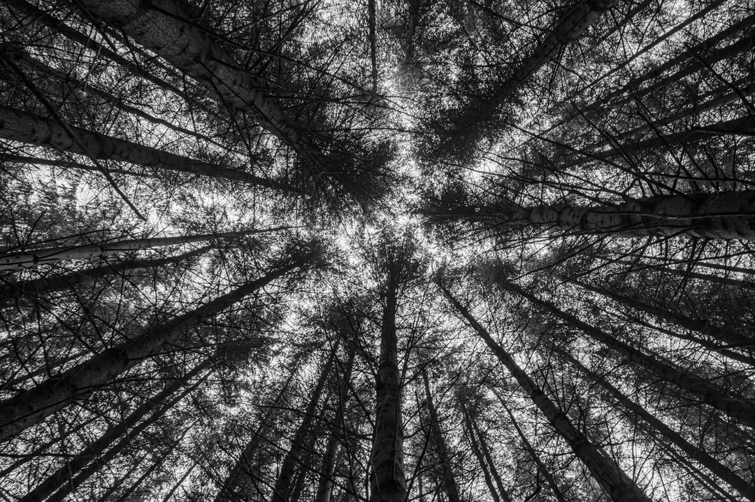 Black-and-white upward view of tall conifer trunks converging towards an opening in the forest canopy.