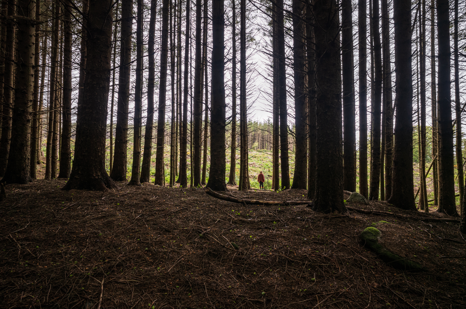 Even rows of tall conifers frame a bright clearing at the edge of a managed forest.