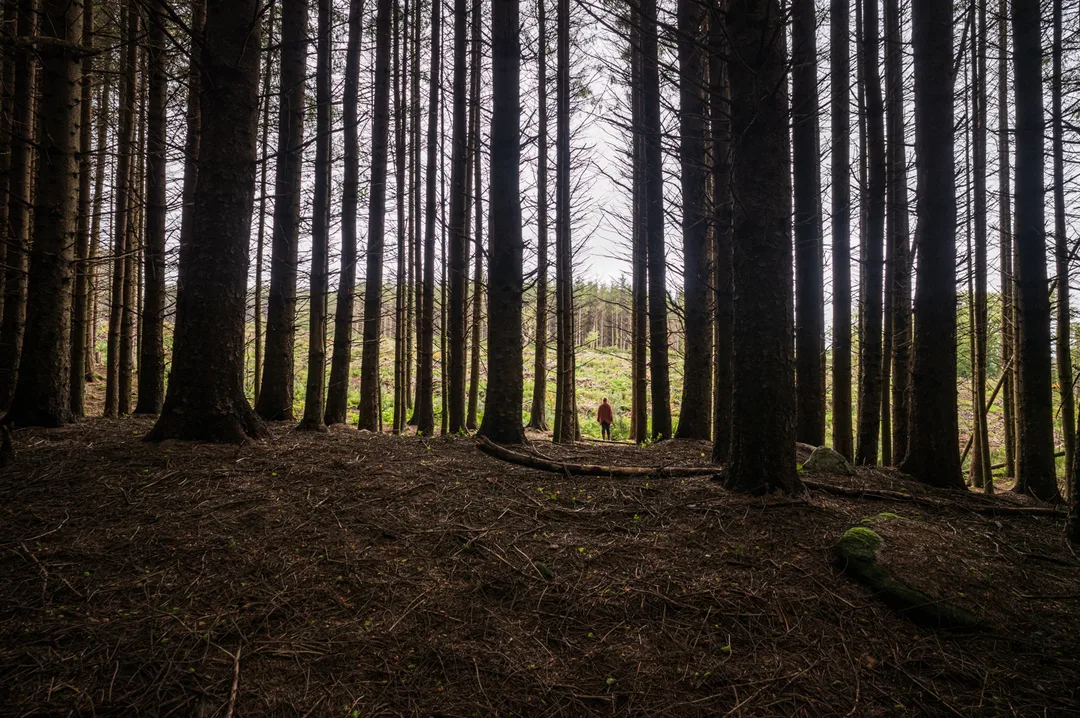 Even rows of tall conifers frame a bright clearing at the edge of a managed forest.