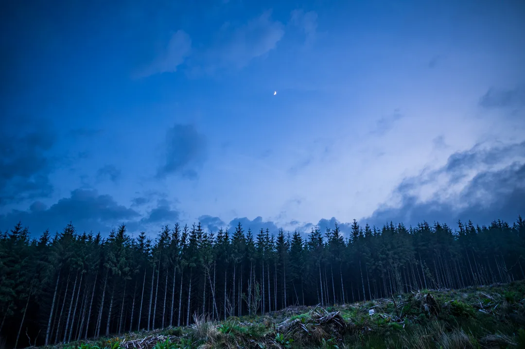 A small moon hangs above the dark line of a conifer plantation and a recently cleared forest floor at blue hour.