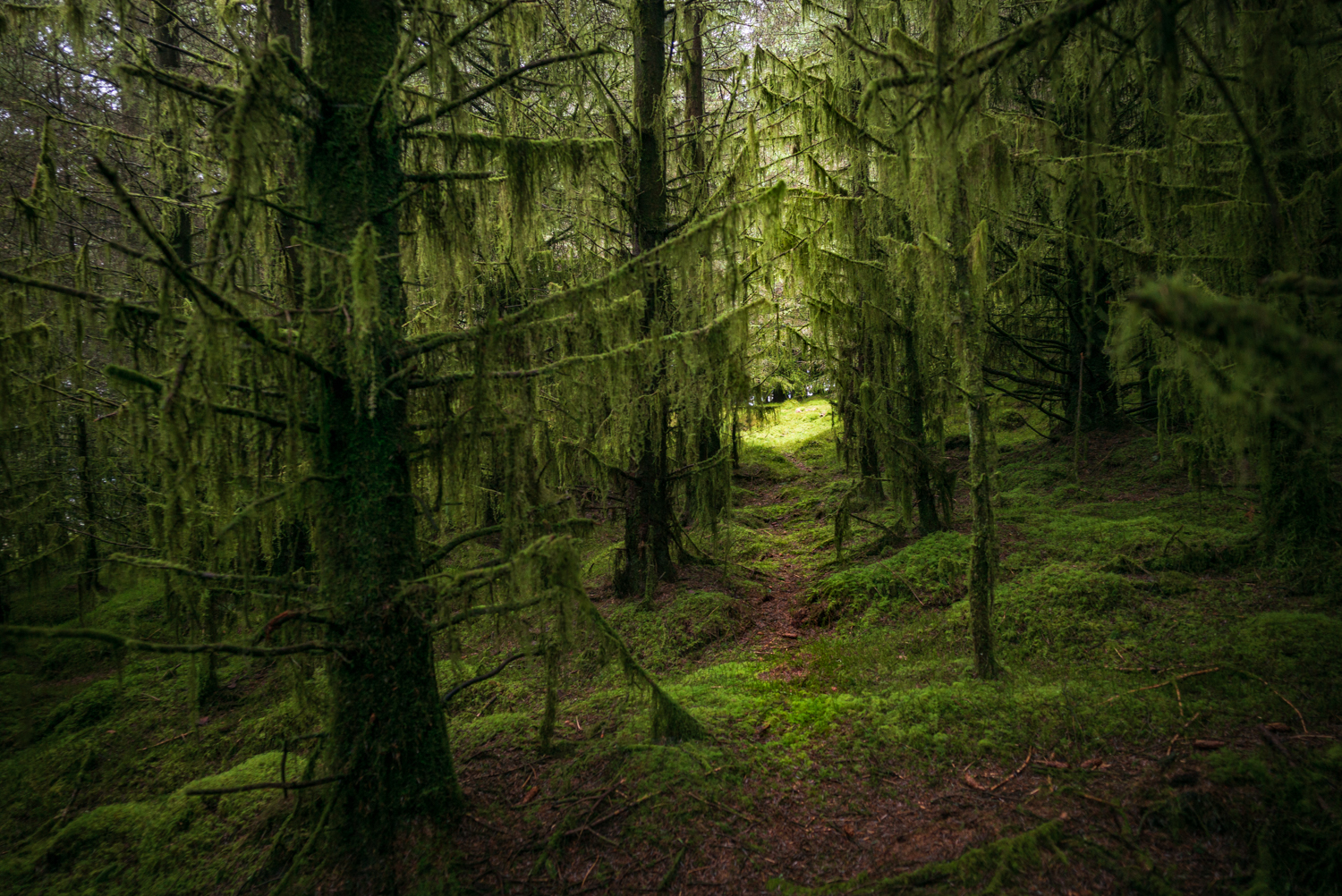 A narrow path leads through moss-covered conifers towards a small sunlit clearing within the forest.