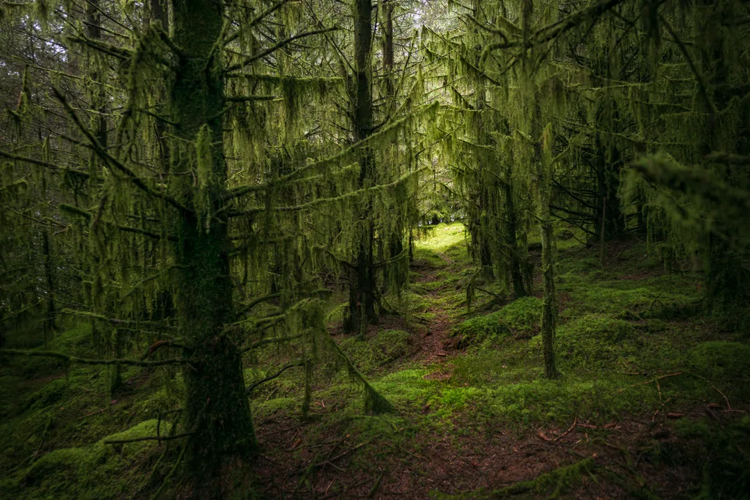 A narrow path leads through moss-covered conifers towards a small sunlit clearing within the forest.