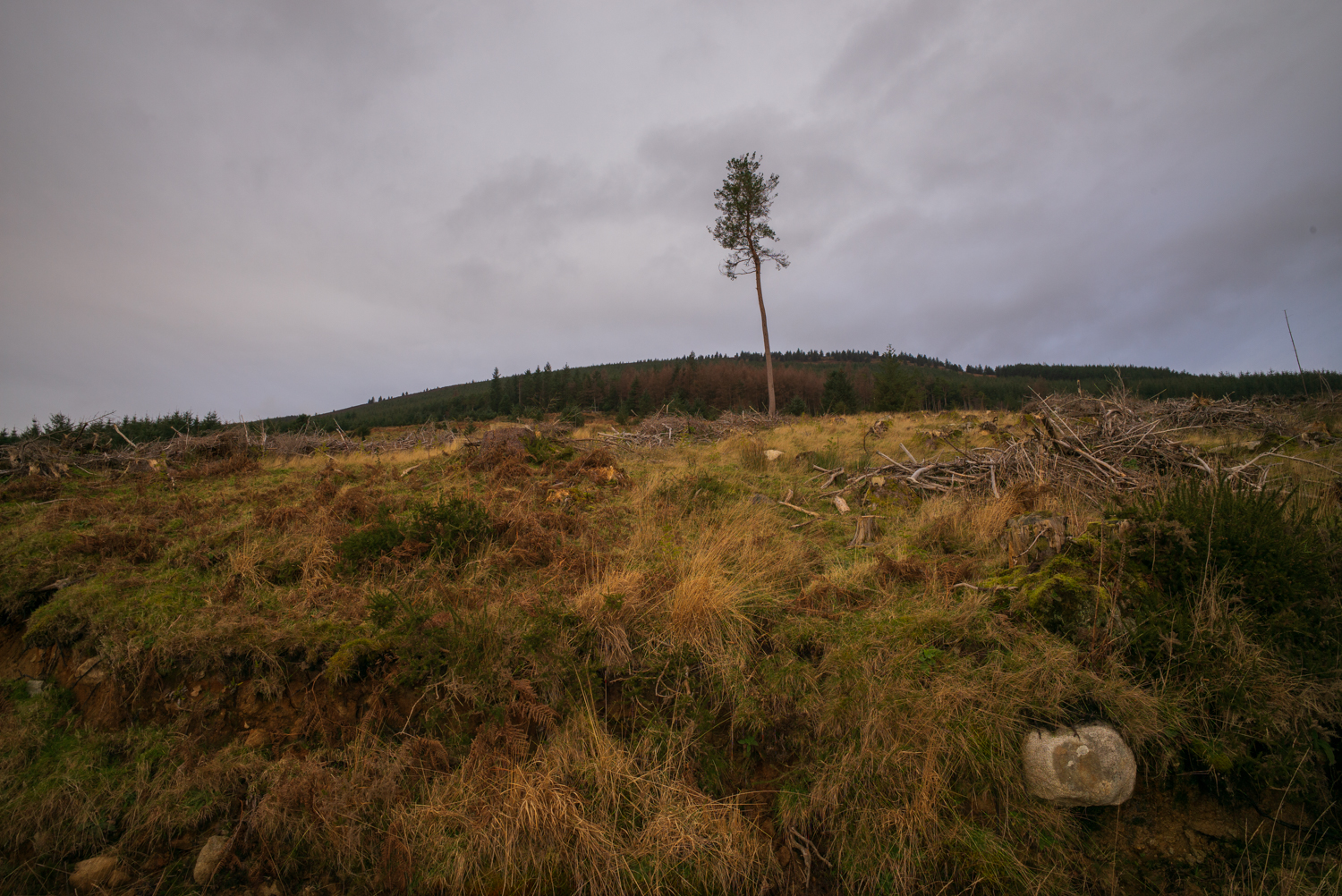 A single slender tree remains on a clear-felled hillside scattered with branches, stumps and grasses beneath an overcast sky.