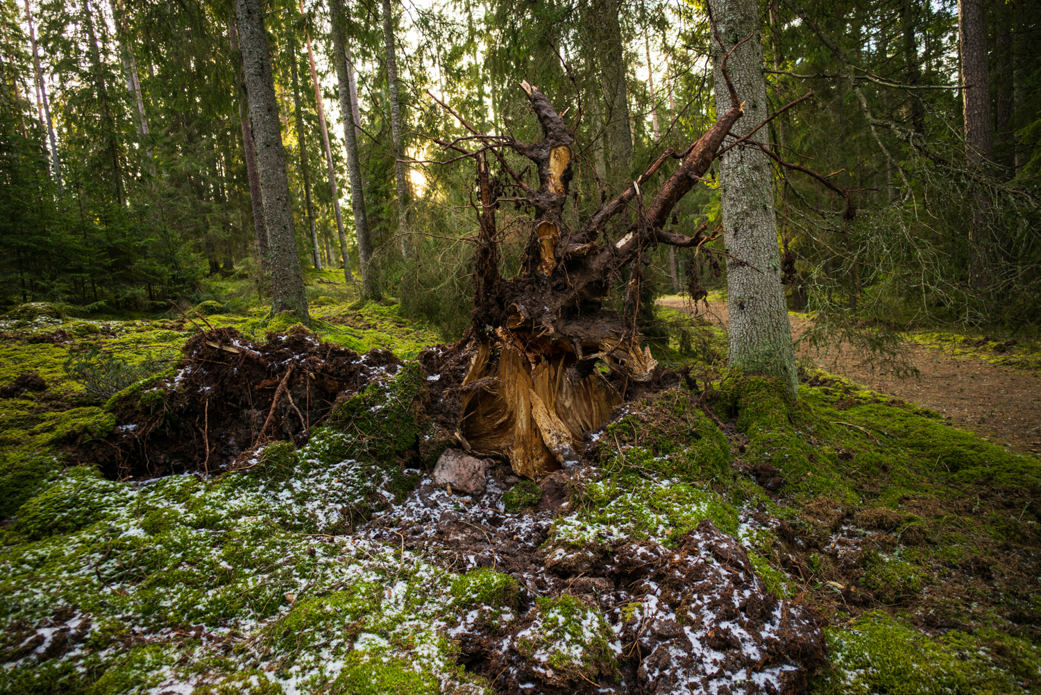 The exposed roots of a fallen tree rise from a mossy forest floor lightly covered with snow.