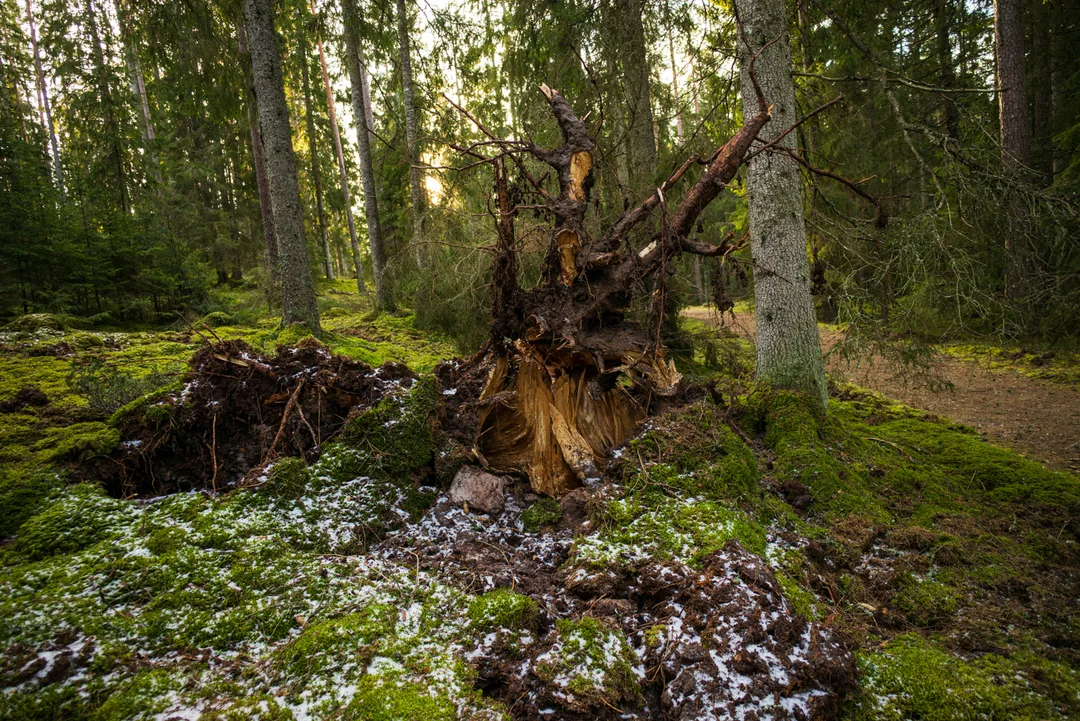 The exposed roots of a fallen tree rise from a mossy forest floor lightly covered with snow.