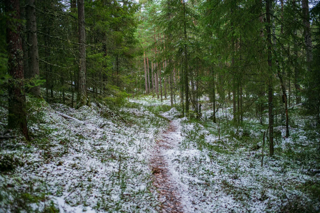 A narrow snow-dusted path winds between young conifers and dense green undergrowth.