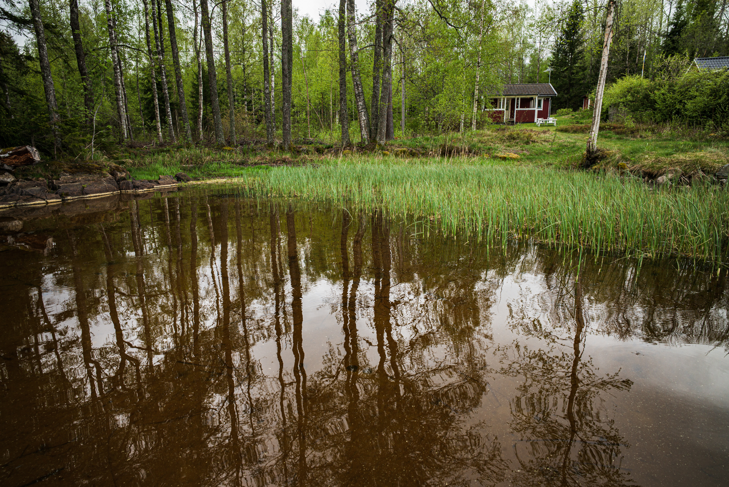 A small red-and-white cottage stands beyond a reed-filled pond surrounded by mixed woodland.